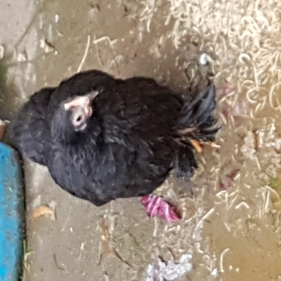 Image pour l'annonce Poules