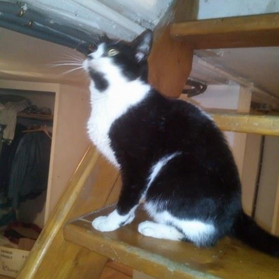 Image pour l'annonce donne chatte noire et blanche