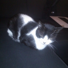 Image pour l'annonce donne chatte noire et blanche