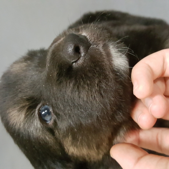 Image pour l'annonce Donne chiot