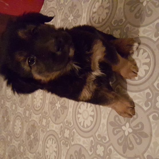 Image pour l'annonce Donne chiot