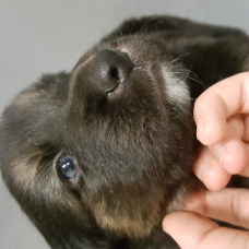Image pour l'annonce Donne chiot