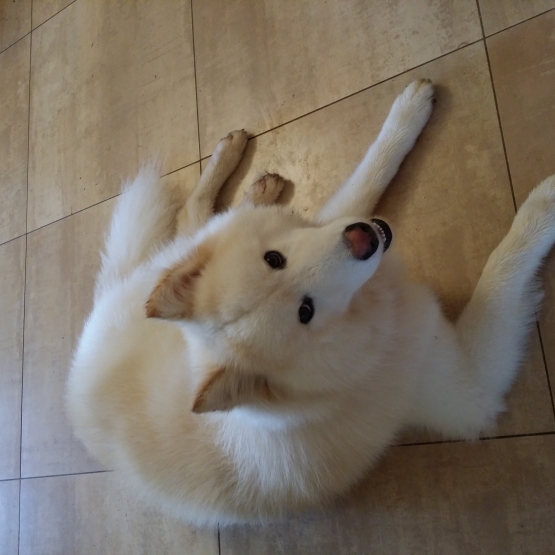 Image pour l'annonce CHIEN CROISE AKITA/FINNOIS/HUSKY DE 1 AN