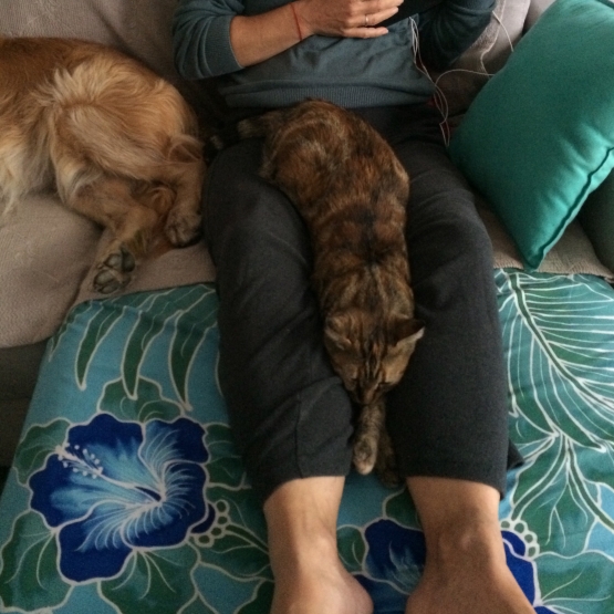 Image pour l'annonce Chatte à donner
