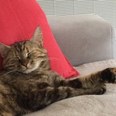 Image pour l'annonce Chatte à donner