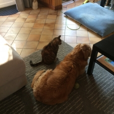 Image pour l'annonce Chatte à donner
