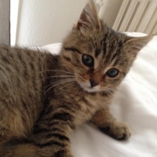 Image pour l'annonce Donne chaton, tigré, femelle, 4 mois