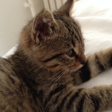 Image pour l'annonce Donne chaton, tigré, femelle, 4 mois