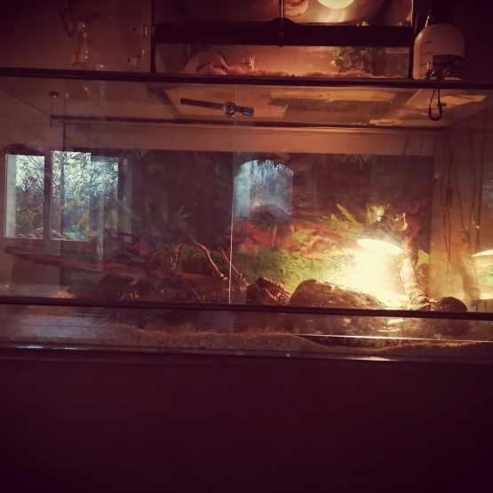 Image pour l'annonce Vends Terrarium + 2 Boas