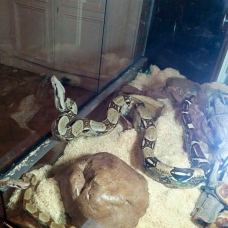 Image pour l'annonce Vends Terrarium + 2 Boas
