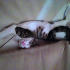 Image pour l'annonce Donne chaton tigré blanc mâle de 4 mois