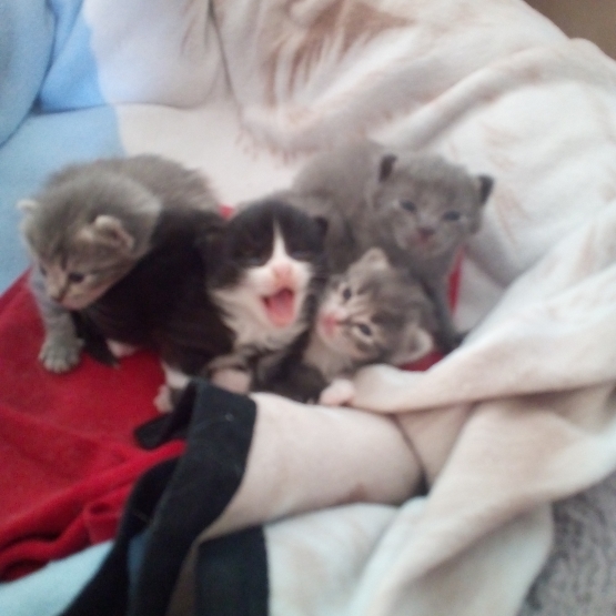 Image pour l'annonce Chatons