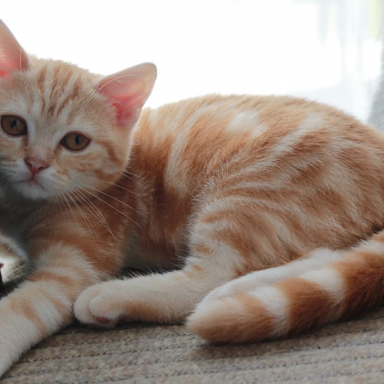 Image pour l'annonce Donne 2 adorables chatons