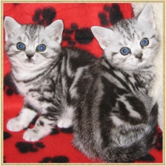 Image pour l'annonce Bébés chats contre bons soins