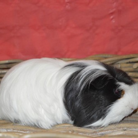 Image pour l'annonce bébés cochon d'inde shelty coronet