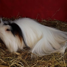 Image pour l'annonce bébés cochon d'inde shelty coronet