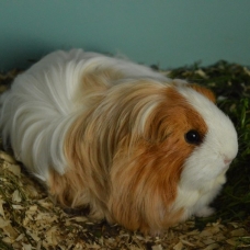 Image pour l'annonce bébés cochon d'inde shelty coronet
