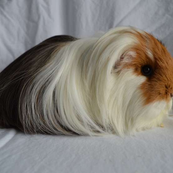 Image pour l'annonce bébé cochon d'inde shelty