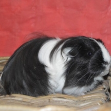Image pour l'annonce bébé cochon d'inde shelty
