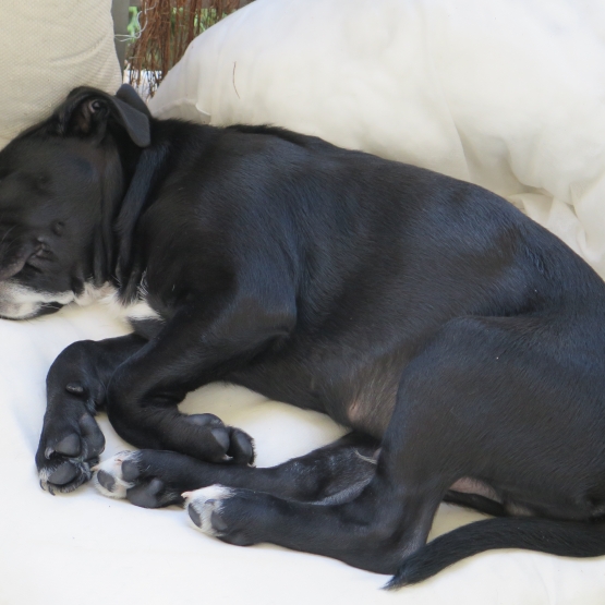 Image pour l'annonce Vends chiot mâle labrador croisé agé de 6 mois