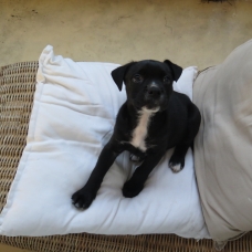 Image pour l'annonce Vends chiot mâle labrador croisé agé de 6 mois