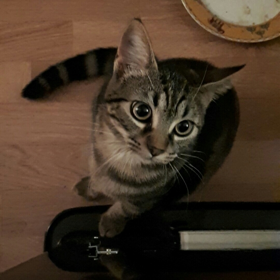 Image pour l'annonce Chat chatton femelle chatte