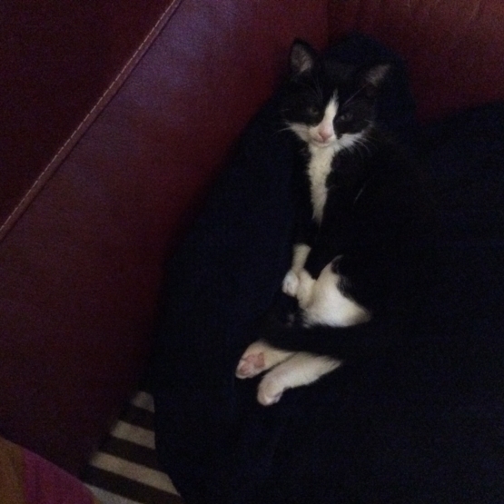 Image pour l'annonce Donne chaton
