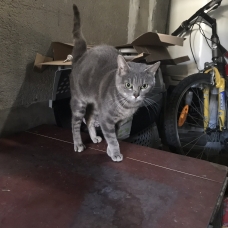 Image pour l'annonce Donne chatte grise tigrée