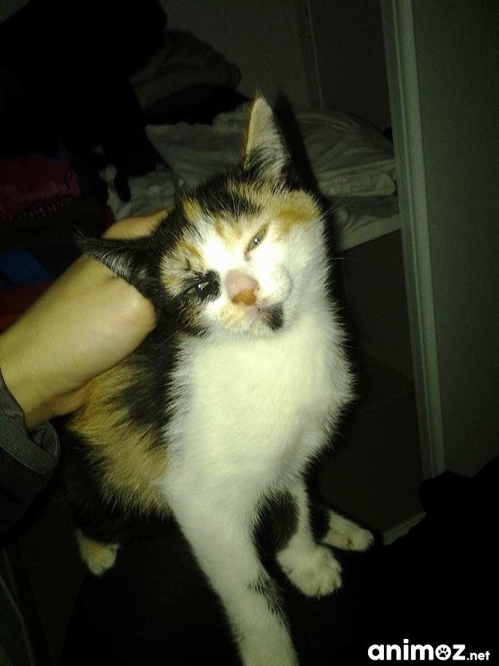 Donne chaton de 4 mois HauteGaronne (31) GRATUIT sur