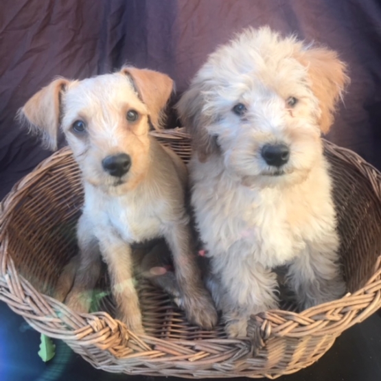 Image pour l'annonce Donne chiots croisés yorkshire