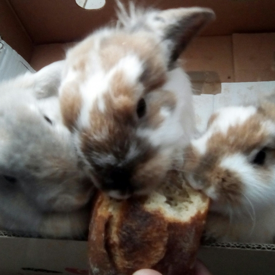 Image pour l'annonce Vends Lapins Nains