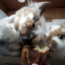 Image pour l'annonce Vends Lapins Nains