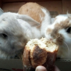 Image pour l'annonce Vends Lapins Nains