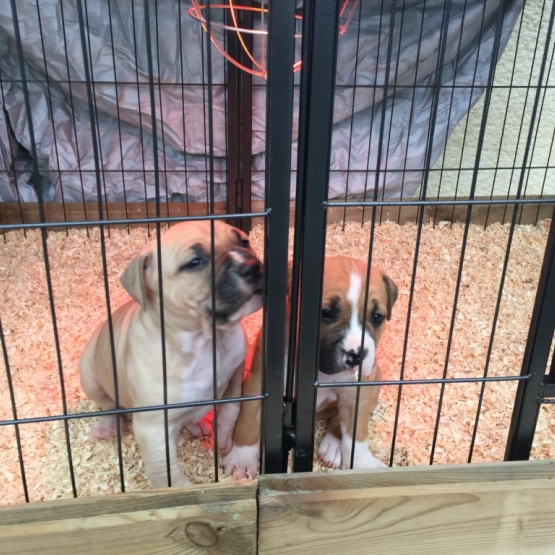 Image pour l'annonce Chiot amstaff, american staff staffordshire lof