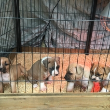 Image pour l'annonce Chiot amstaff, american staff staffordshire lof