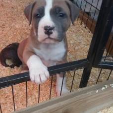 Image pour l'annonce Chiot amstaff, american staff staffordshire lof