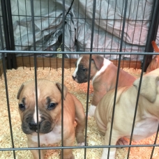 Image pour l'annonce Chiot amstaff, american staff staffordshire lof