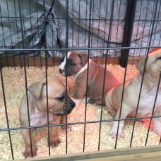 Image pour l'annonce Chiot amstaff, american staff staffordshire lof