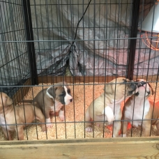 Image pour l'annonce Chiot amstaff, american staff staffordshire lof