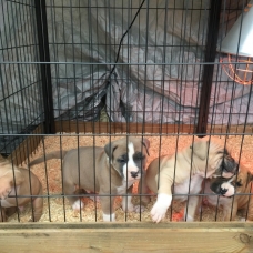 Image pour l'annonce Chiot amstaff, american staff staffordshire lof