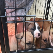 Image pour l'annonce Chiot amstaff, american staff staffordshire lof