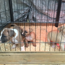 Image pour l'annonce Chiot amstaff, american staff staffordshire lof