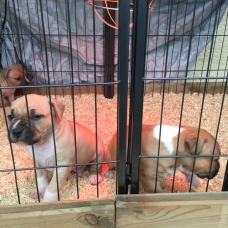 Image pour l'annonce Chiot amstaff, american staff staffordshire lof