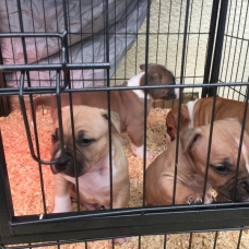 Image pour l'annonce Chiot amstaff, american staff staffordshire lof