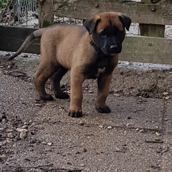 Image pour l'annonce chiots malinois