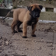 Image pour l'annonce chiots malinois