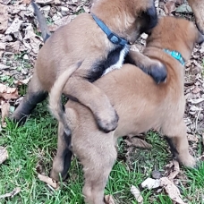 Image pour l'annonce chiots malinois