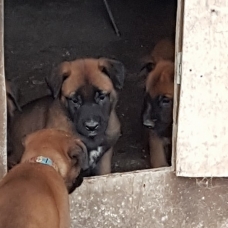 Image pour l'annonce chiots malinois