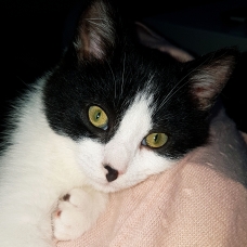 Image pour l'annonce Chaton à donner