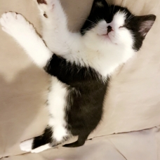 Image pour l'annonce Chaton à donner